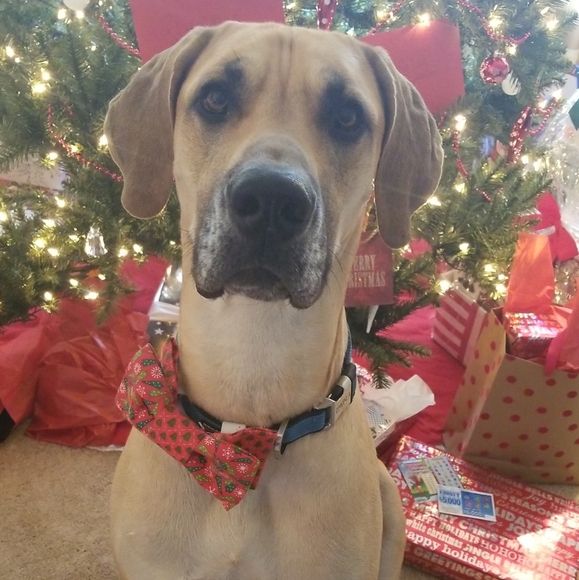 Meet your Posher, Natalie - Picture 2 of 2